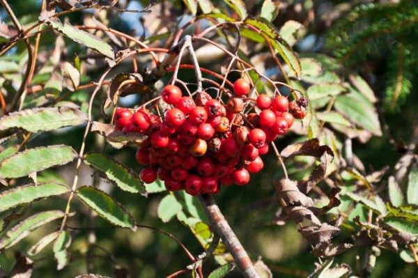 vogelbeeren - (c) r pattke.jpg